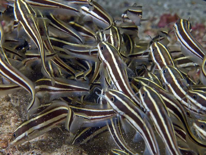 Catfish, Wreck Point